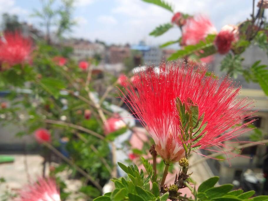 Ananda Tree House Eco Homestay Kathmandu Exterior foto
